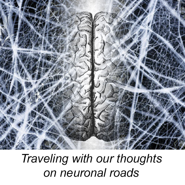 Traveling with our Thoughts on Neuronal Roads